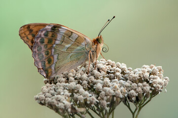 The silver-washed fritillary butterfly sits on field flower on a summer day in a garden