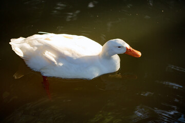 Beautiful white duck close up, the duck swims in dark water with reflections.