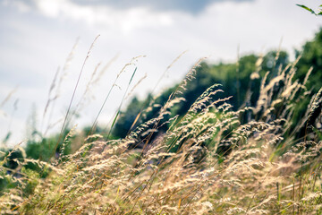 Fototapeta premium Summer field in the Ukraine, countryside flowers