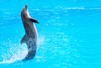 Dolphin is in the water. Cute smiling dolphin jumping and looking at the camera. Canary islands, Spain. Copy space. Empty place for message. Water nature texture for your advertising.