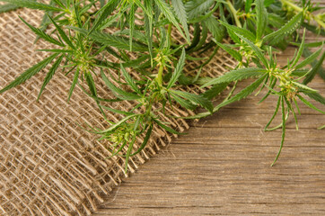 Hemp natural fabric and green leaf as background with copy space