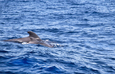 Whales are in the water at the coast of Tenerife, Canary islands, Spain. Atlantic ocean. Copy space. Empty place for message. Water nature texture for your advertising.