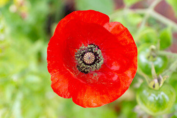 Bright red poppy flower of Mother of Pearl heirloom variety on a bright sunny day on a balcony in a pot. Growing pollinator-friendly plants in containers as a family urban-gardening activity in Italy © Marina