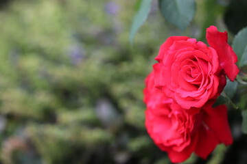 美しい赤いバラの花レッドクイーン
The name of this red rose is Red Queen.