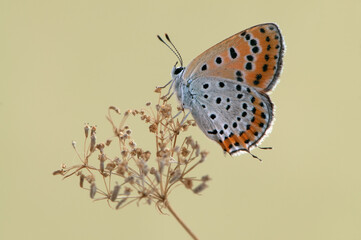 Lycaena virgaureae butterfly on a dry flower on a summer day in a forest glade
