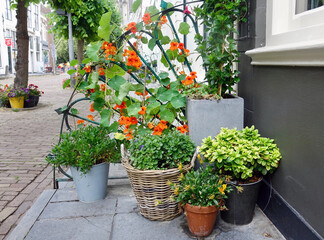 Fototapeta premium Netherlands. The province Zeeland. Flowers in a pot