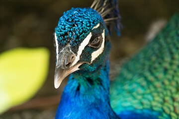 Naklejka premium detail of a proud colorful peacock