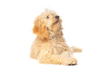 Golden Doodle dog