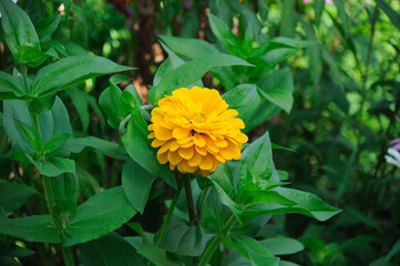 yellow zinnia flower on a flowerbed in the garden