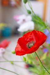 Bright red poppy flower of Mother of Pearl heirloom variety on a bright sunny day on a balcony in a pot. Growing pollinator-friendly plants in containers as a family urban-gardening activity in Italy © Marina