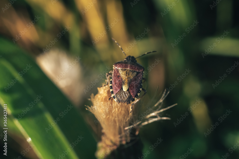 Poster Close Up of linen skin stink bug on the green leaf, The brown marmorated stink bug is an insect in the family Pentatomidae..Nature background pattern texture for design.
