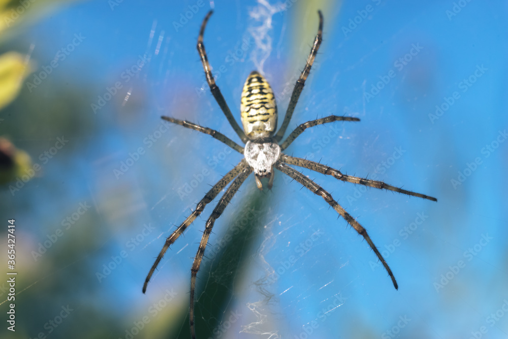 Aufkleber cobweb or spider's web against a natural background, dew drops on a spider .