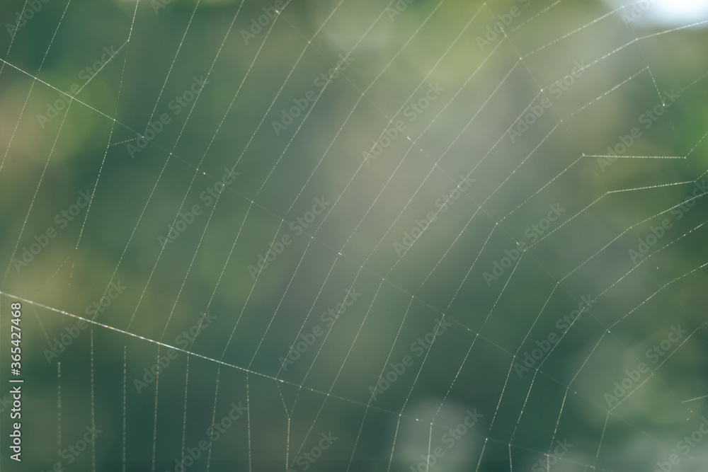 Aufkleber cobweb or spider's web against a natural background, dew drops on a spider .