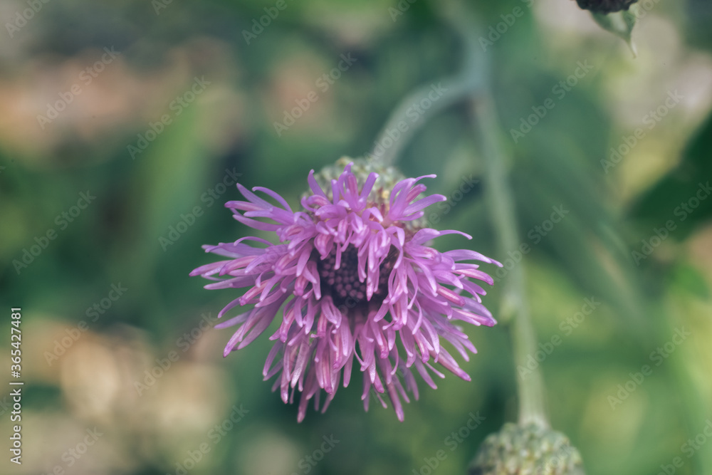 Poster green leaves and purple flowers of a wild greater burdock in summer in the meadow. nature background