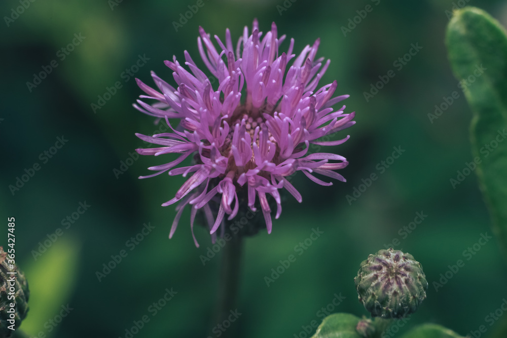Poster green leaves and purple flowers of a wild greater burdock in summer in the meadow. nature background