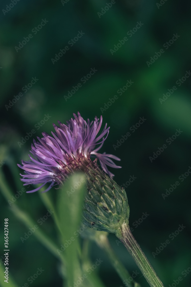 Poster green leaves and purple flowers of a wild greater burdock in summer in the meadow. nature background
