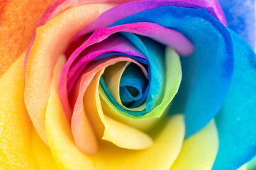 Fototapeta na wymiar Rainbow rose petal leaves pride flag colors lbtg lbtgq gay love