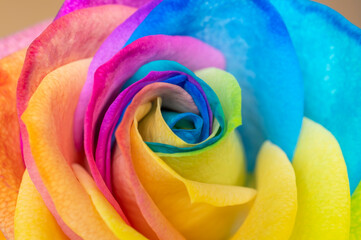 Obraz na płótnie Canvas Rainbow rose petal leaves pride flag colors lbtg lbtgq gay love