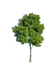 Isolated tree with clipping path on white background / green leaf tree for garden decoration