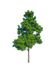 Isolated tree with clipping path on white background / green leaf tree for garden decoration