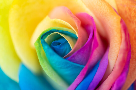 Rainbow rose petal leaves pride flag colors lbtg lbtgq gay love