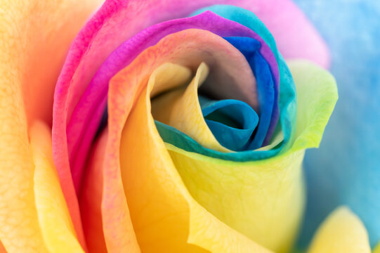 Rainbow rose petal leaves pride flag colors lbtg lbtgq gay love