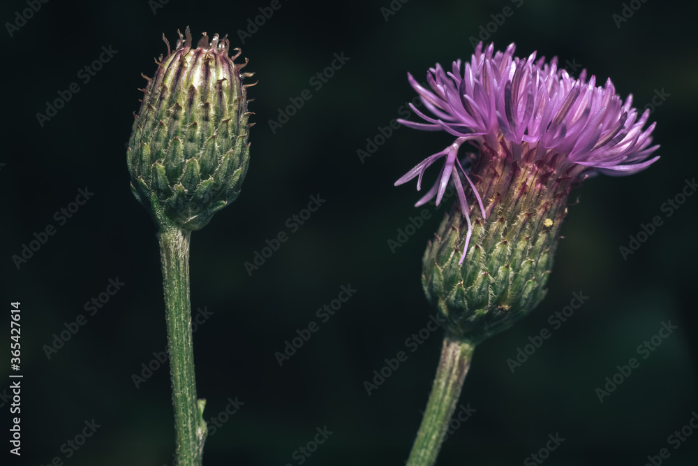Poster green leaves and purple flowers of a wild greater burdock in summer in the meadow. nature background