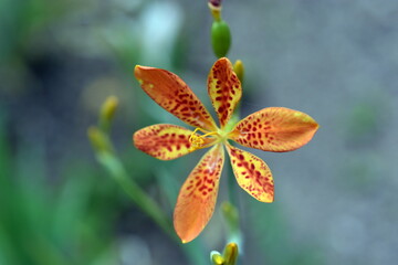 Orange Blüte einer Leopardenblume