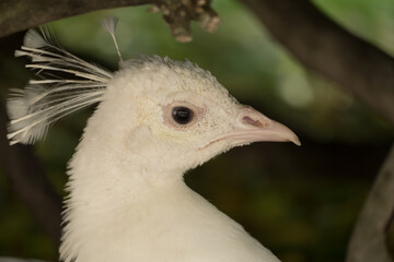 white albino peacock in the garden