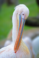 Spot-billed pelican or great white pelican