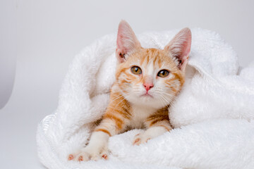 red kitten wrapped in a blanket on a white background