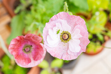 Katydid on an air-brushed pastel pink purple poppy flower of Mother of Pearl heirloom variety on a...