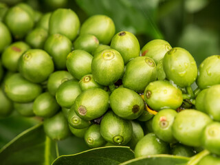 Granos de café