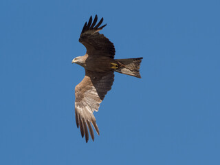 Obraz premium Black kite in flight against a backdrop of blue sky
