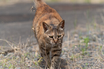 歩く猫　　キジトラ猫
