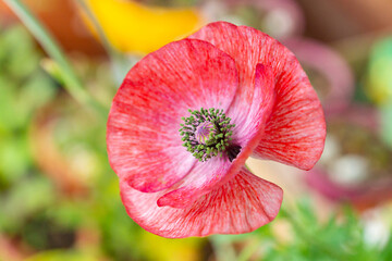 Vivid green pollen of a red mauve poppy flower of Mother of Pearl heirloom variety on a sunny day...