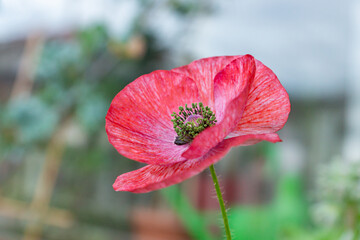 Naklejka premium Vivid green pollen of a red mauve poppy flower of Mother of Pearl heirloom variety on a sunny day on a balcony. Growing pollinator-friendly plants in containers as a family urban-gardening