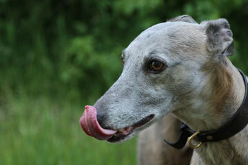 head study of a whippet with tongue out licking nose 
