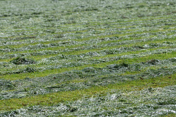 Freshly cut grass on a pasture in the Netherlands.