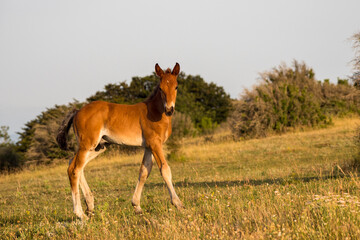 portrait of a free foal  in the mountains