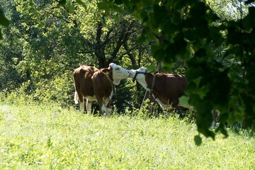 two kissing cows on a meadow