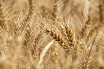 Gelbreife Getreideähren auf dem Feld, Makro und selektive Schärfe.