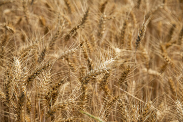 Gelbreife Getreideähren auf dem Feld, Makro und selektive Schärfe.