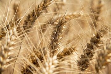 Gelbreife Getreideähren auf dem Feld, Makro und selektive Schärfe.