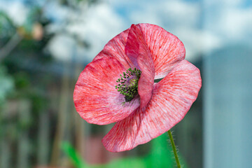 Vivid green pollen of a red mauve poppy flower of Mother of Pearl heirloom variety on a sunny day on a balcony. Growing pollinator-friendly plants in containers as a family urban-gardening