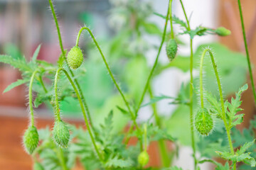 Green unopened poppy flower heads of Mother of Pearl heirloom variety on a bright sunny day on a...