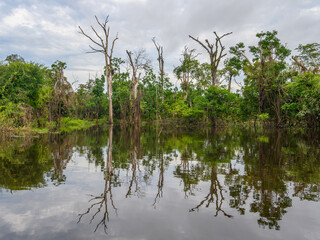 Amazon rain forest in a perfect and lovely sunny day