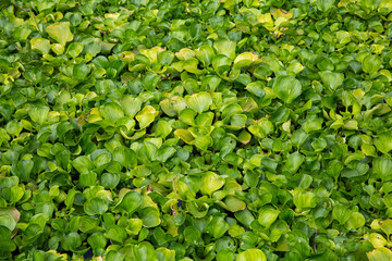 Beautiful water hyacinth in the lake , green wallpaper