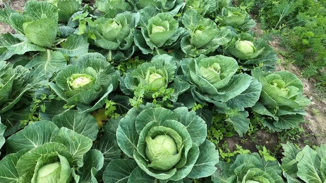 Green leaves of an organic cabbage plant. ready to harvest. growing on a small. private farm. 4k DCI footage