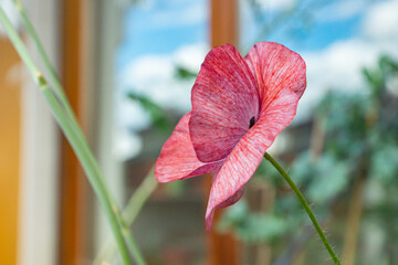Vivid green pollen of a red mauve poppy flower of Mother of Pearl heirloom variety on a sunny day...
